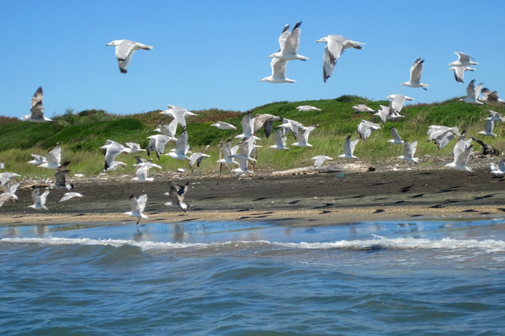 Paccheri merluzzo e gabbiano per blog 05