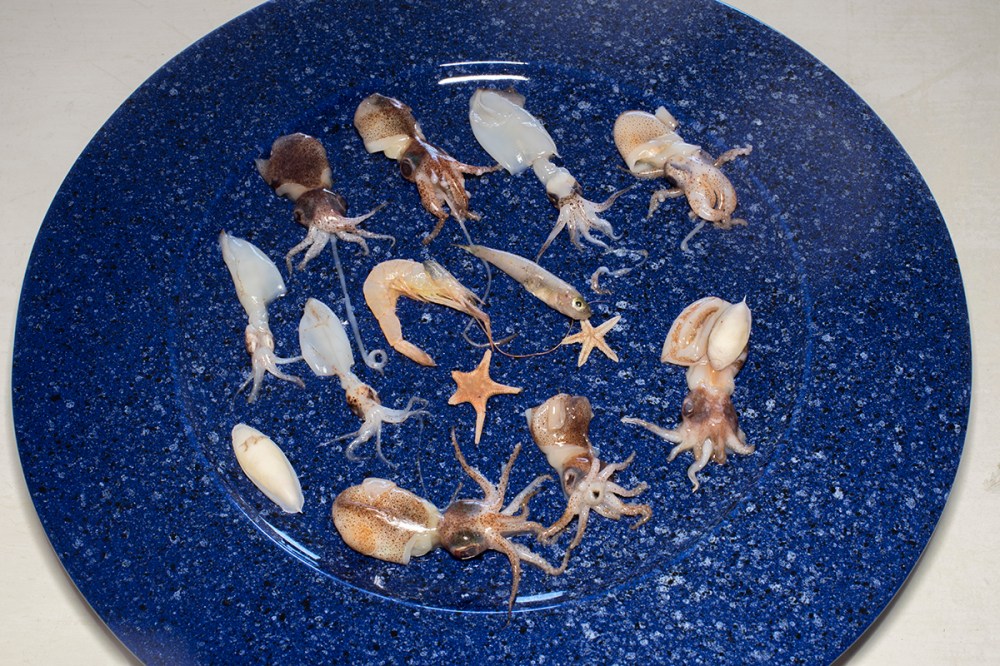 Baby mollame, nero e n.11-00