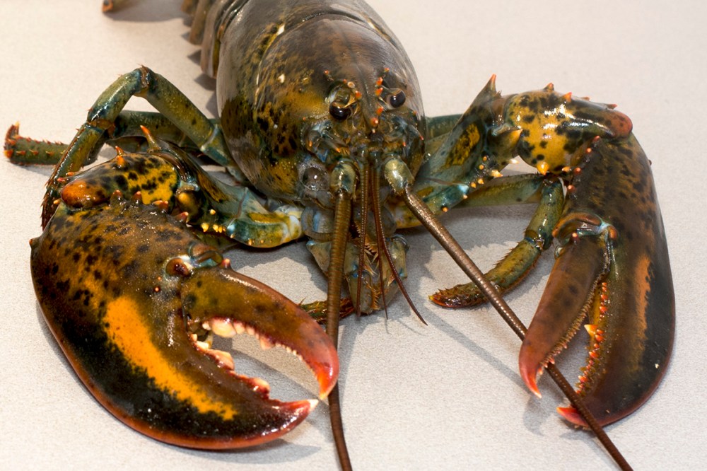 Quando hai detto si alla catalana lnguine all'astice 01