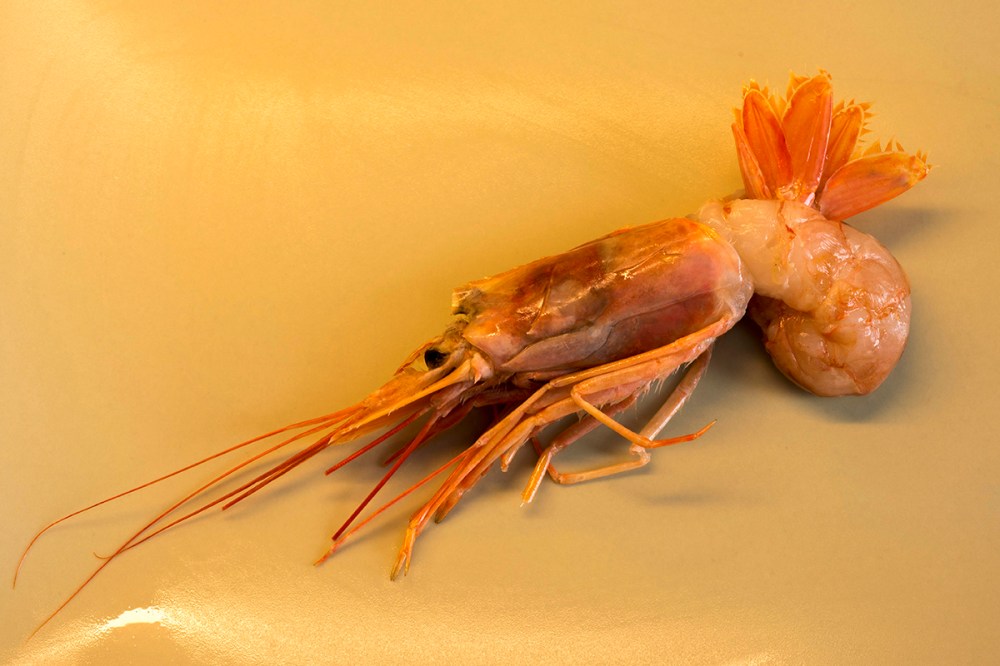 I gamberoni della Val Gardena 04