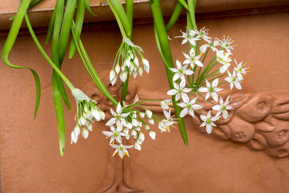 L'erba cipollina è fiorita 02.jpg