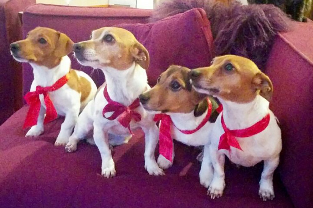 La vitella di Monica 03