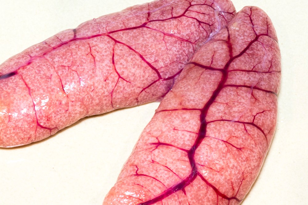 La cena con Sonia e Lauro 02