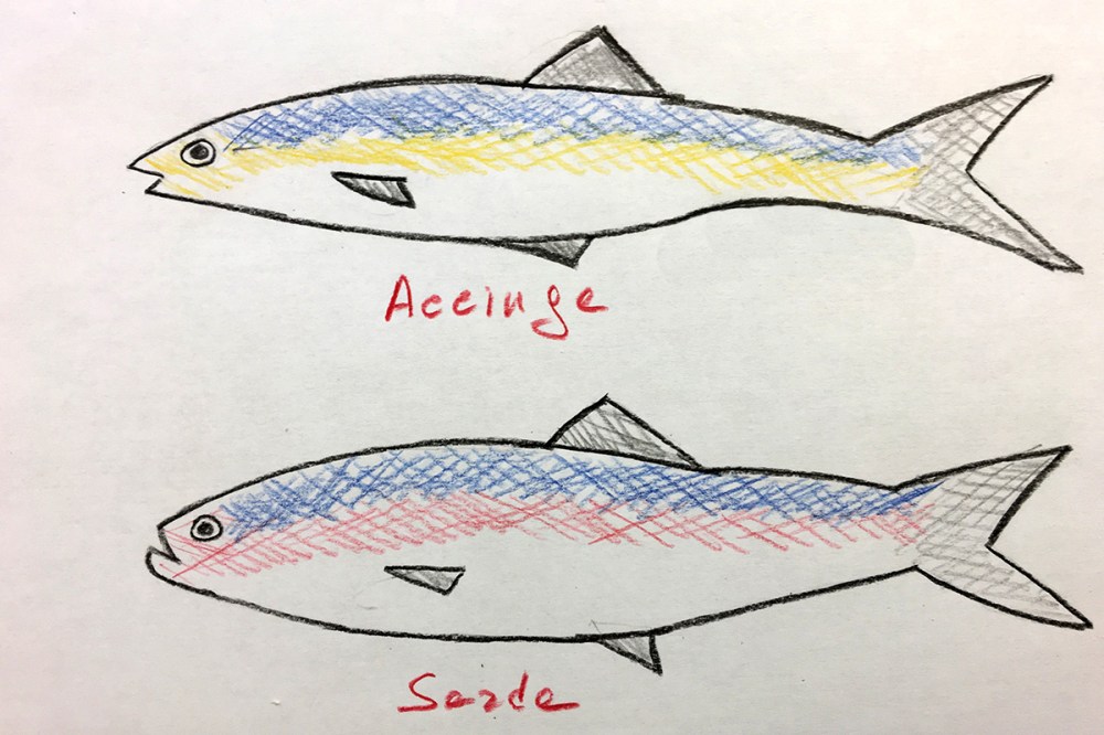 Sformatino di acciughe e bufala 02