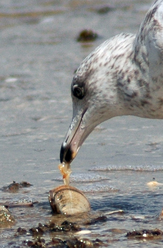 Zuppa di fagioli e lupini 03-2